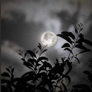 محدثه اصفهانیان