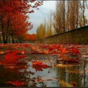 فاطمه سادات طباطبائی لطفی