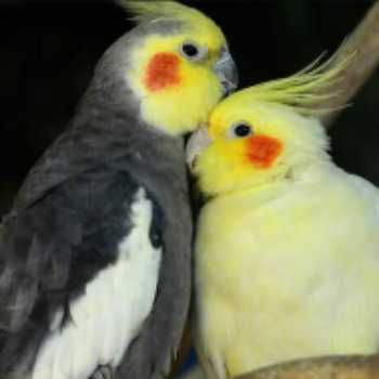 عروس هلندی