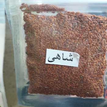 بذر شاهی